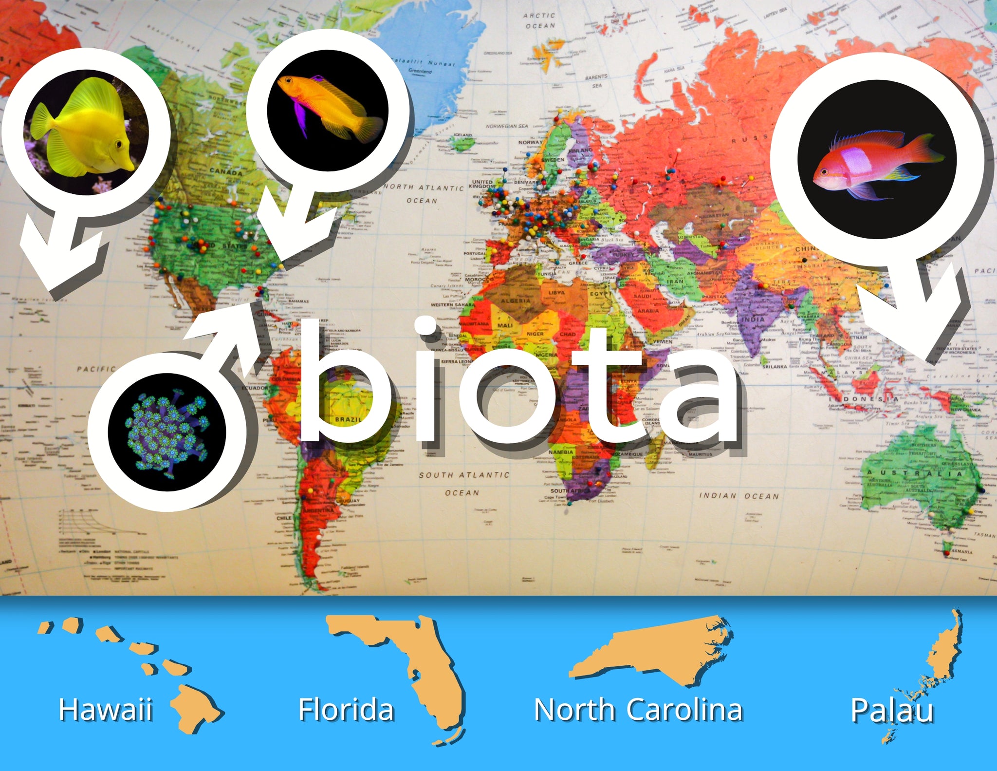 Biota Map Heavy Cotton Tee - The Biota Group