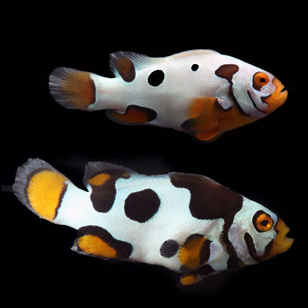 WYSIWYG Bali captive bred Premier Black Helmet Picasso Clownfish Pair 1