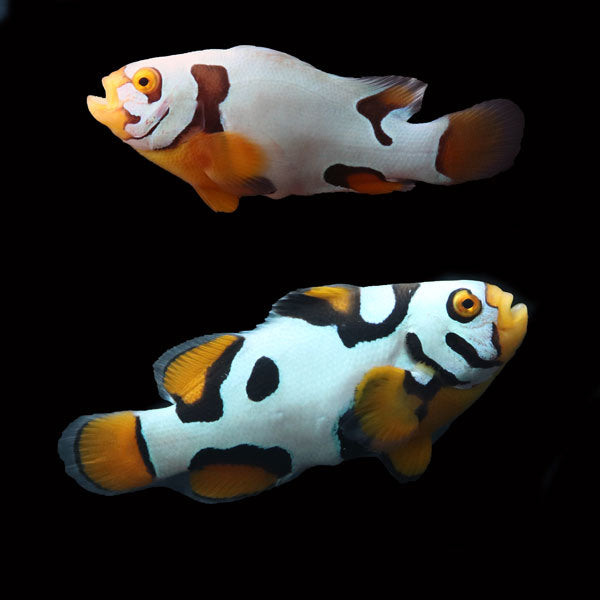 WYSIWYG Bali captive bred Premier Black Helmet Picasso Clownfish Pair 1