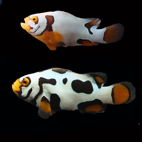 WYSIWYG Bali captive bred Premier Black Helmet Picasso Clownfish Pair 1