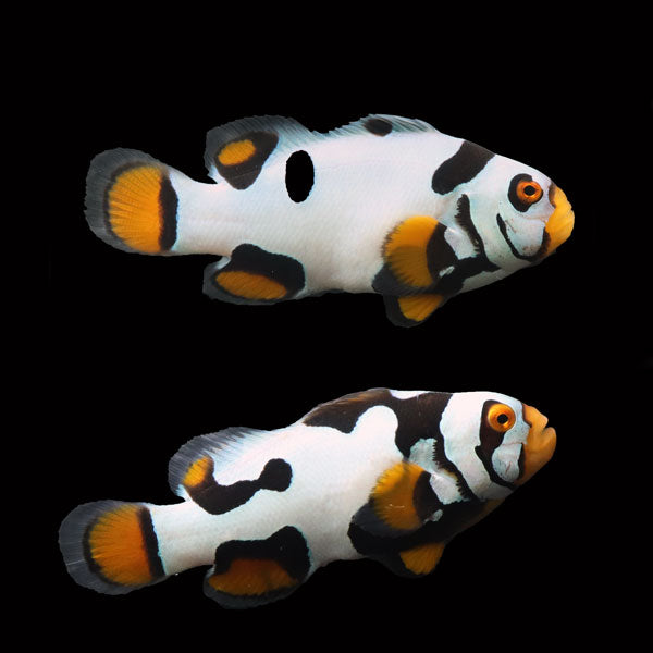 WYSIWYG Bali captive bred Premier Black Helmet Picasso Clownfish Pair 2