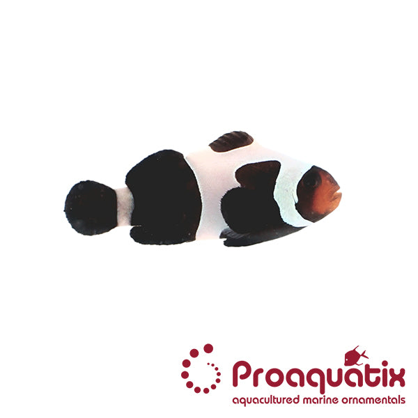 Premium Black Gladiator Clownfish Proaquatix