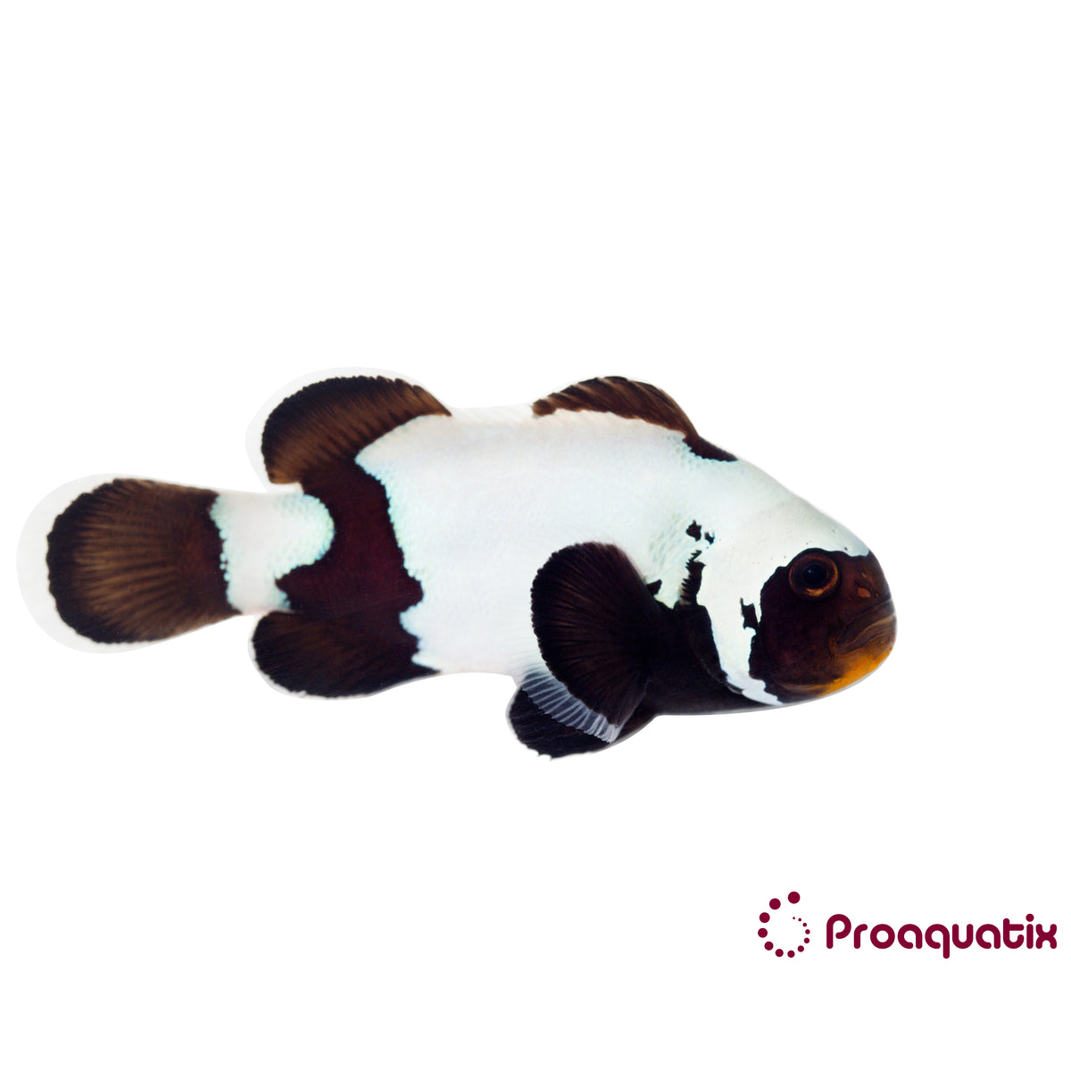 Premium Black Snowflake Clownfish Proaquatix