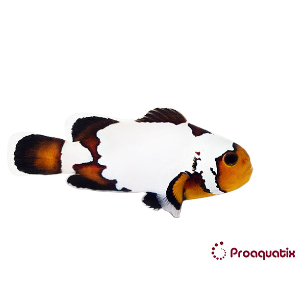 Premium Blacker Ice Clownfish Proaquatix