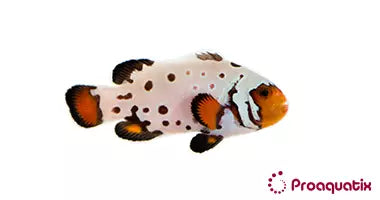Premium Frostbite Clownfish Proaquatix (Friday Delivery)