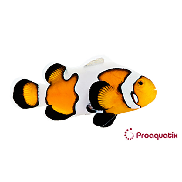 Premium Gladiator Clownfish Proaquatix