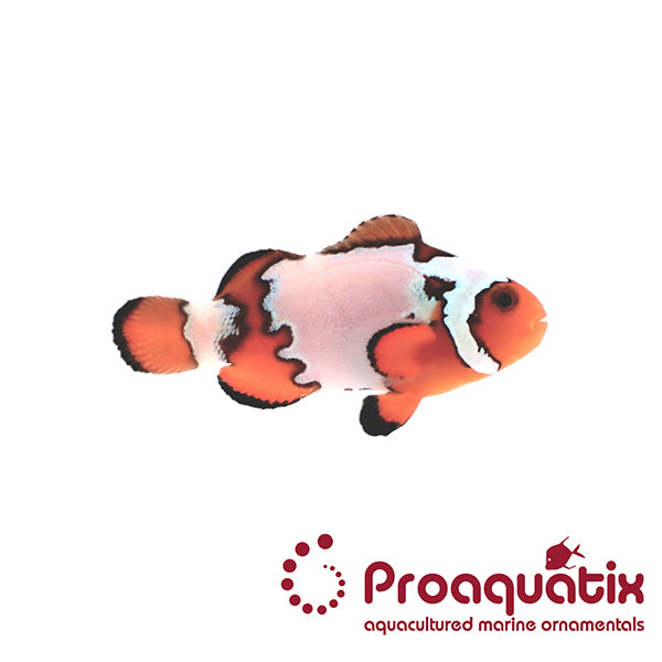 Premium Snowflake Clownfish Proaquatix