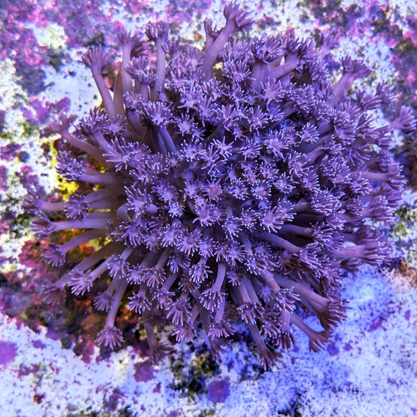 Purple Long Polyp Goniopora