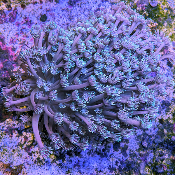 Purple Long Polyp Goniopora