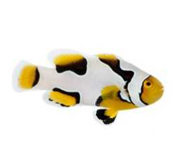 Premium Onyx Picasso