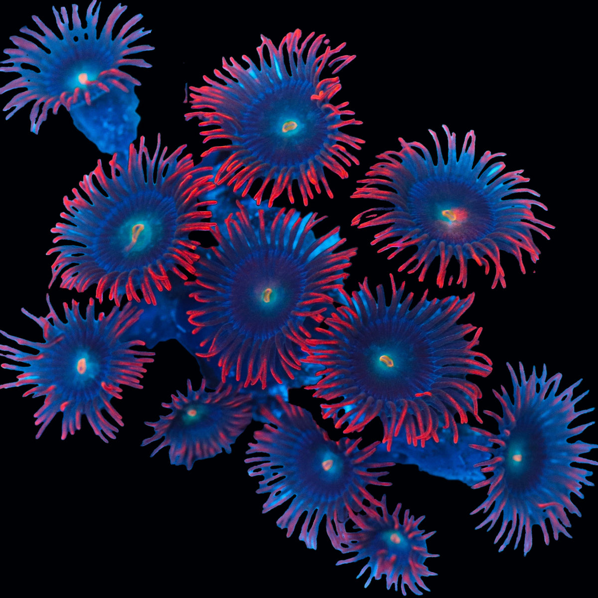 Biota FLL Punk Rocker Zoanthids Frag