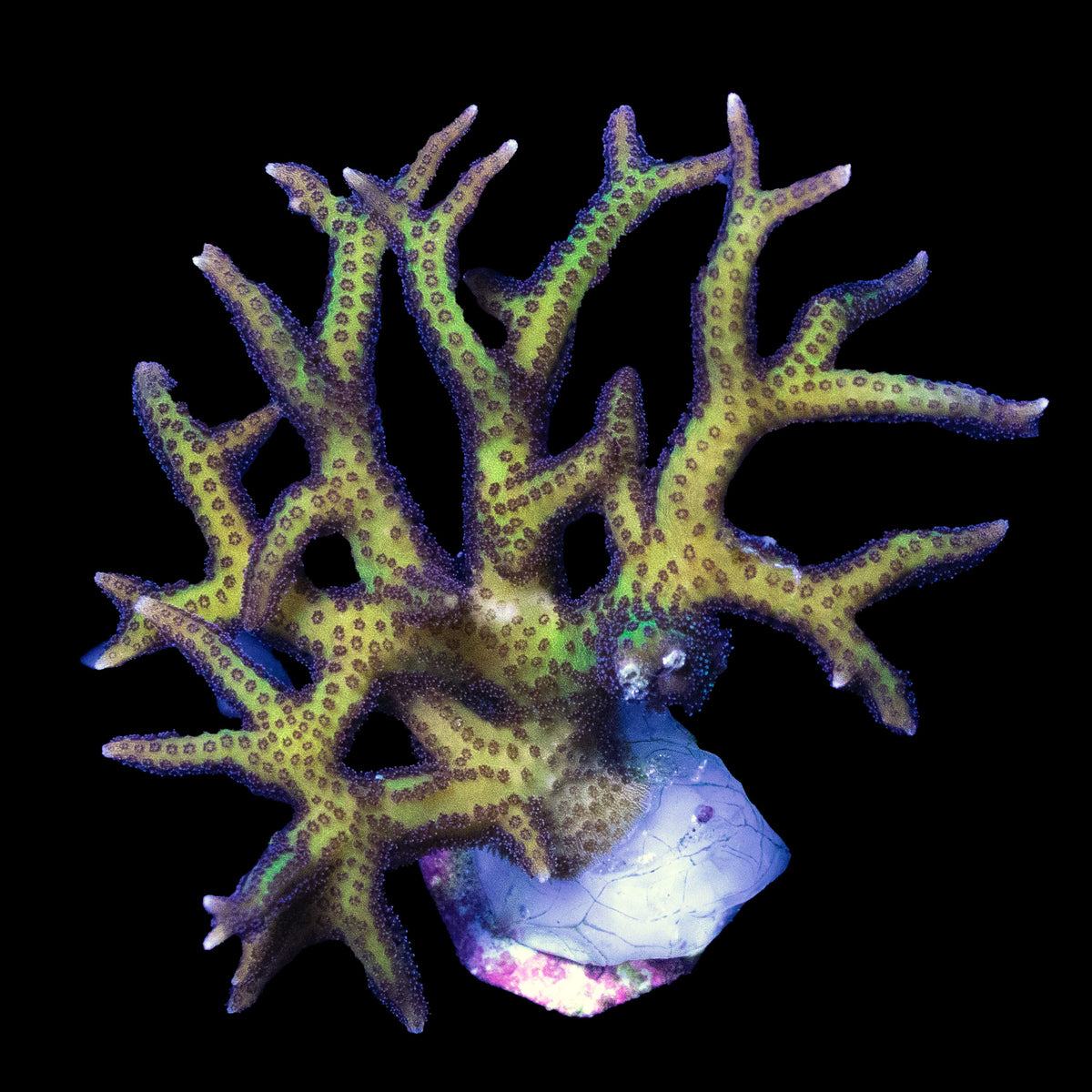 Pink and Green Birdsnest