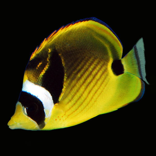 Raccooon Butterflyfish