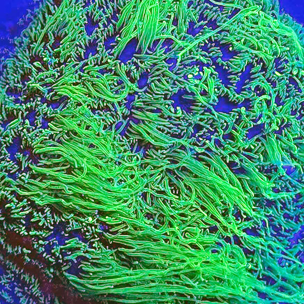 Rapunzel Coscinaraea