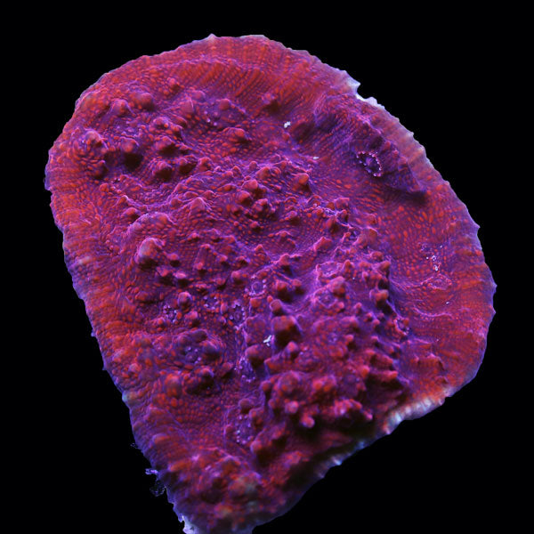 Red Chalice Coral