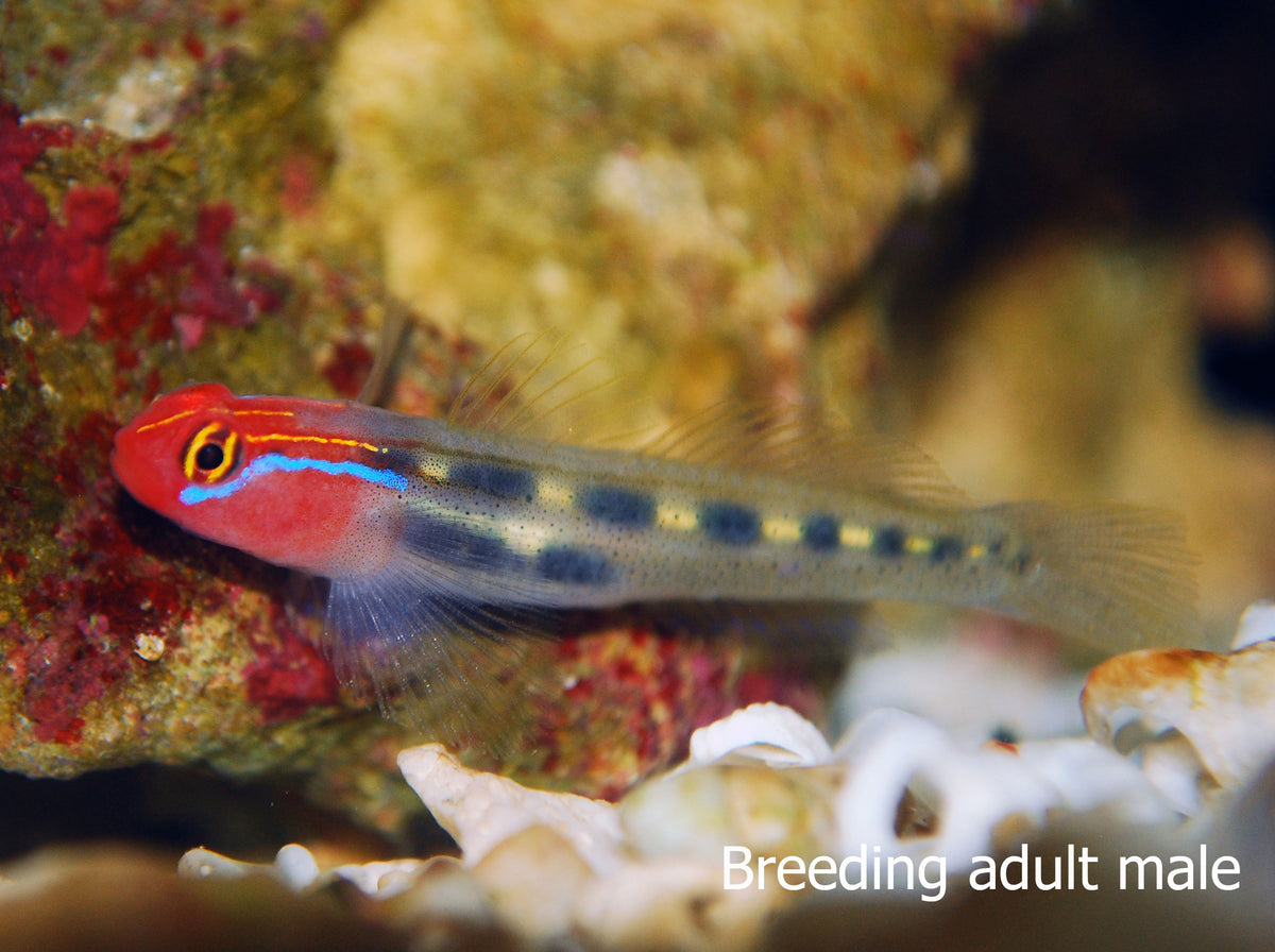 Red Head Goby Proaquatix (Friday Delivery)