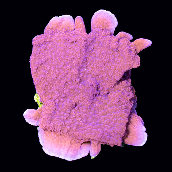 Biota red/pink Montipora Cap Frag