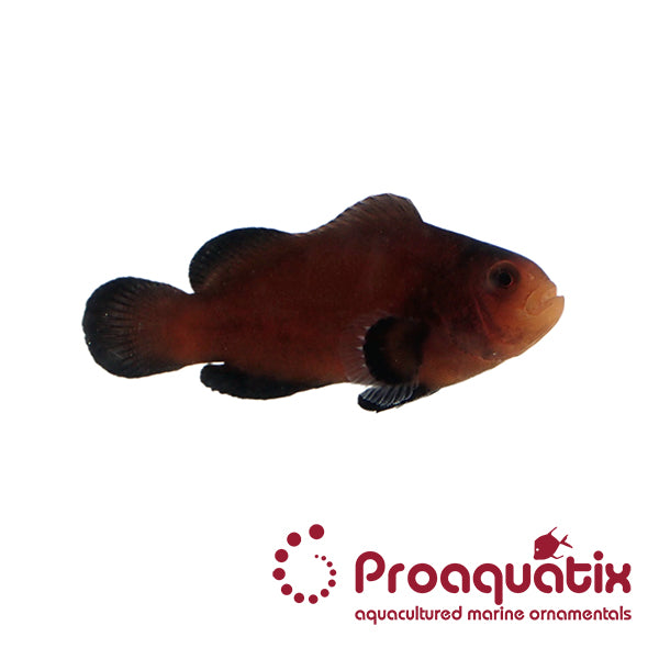 Reese&#39;s Clownfish Proaquatix