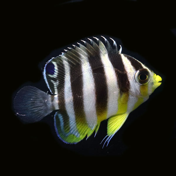 WYSIWYG Bali captive bred Multibar Angelfish 1