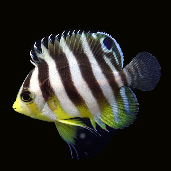 WYSIWYG Bali captive bred Multibar Angelfish 2