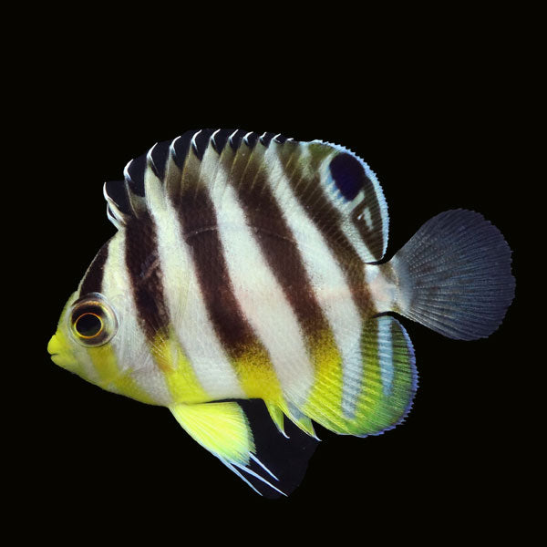 WYSIWYG Bali captive bred Multibar Angelfish 3