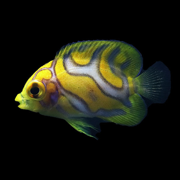 WYSIWYG Bali captive bred Misbar Regal Angelfish 7/2 A1