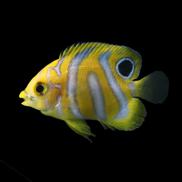 WYSIWYG Bali captive bred Misbar Regal Angelfish A1