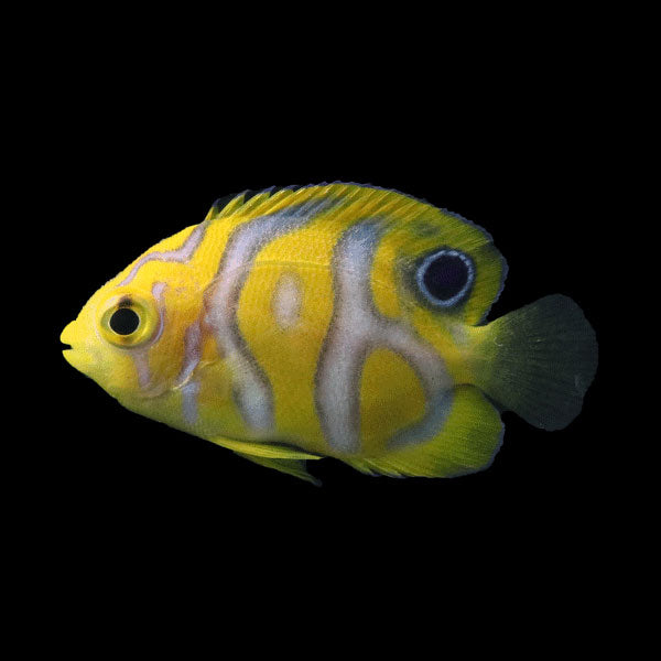WYSIWYG Bali captive bred Misbar Regal Angelfish A2