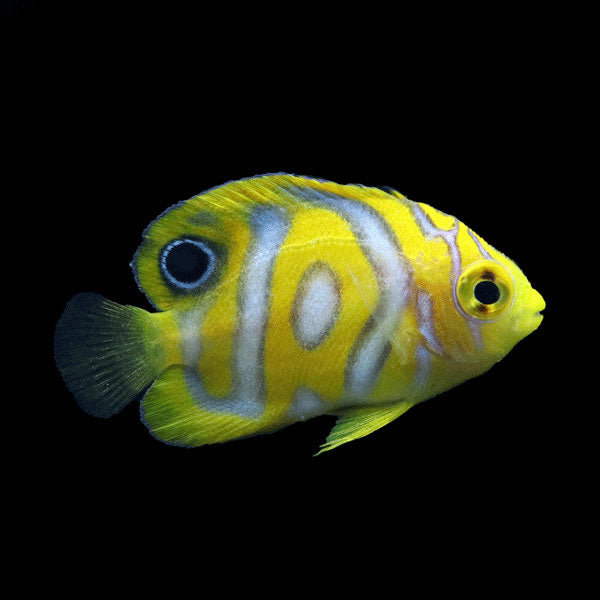 WYSIWYG Bali captive bred Misbar Regal Angelfish A2
