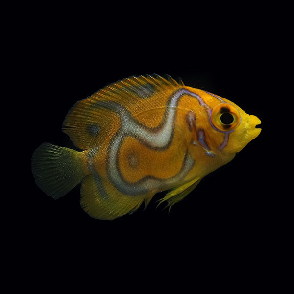 WYSIWYG Bali captive bred Misbar Regal Angelfish A2