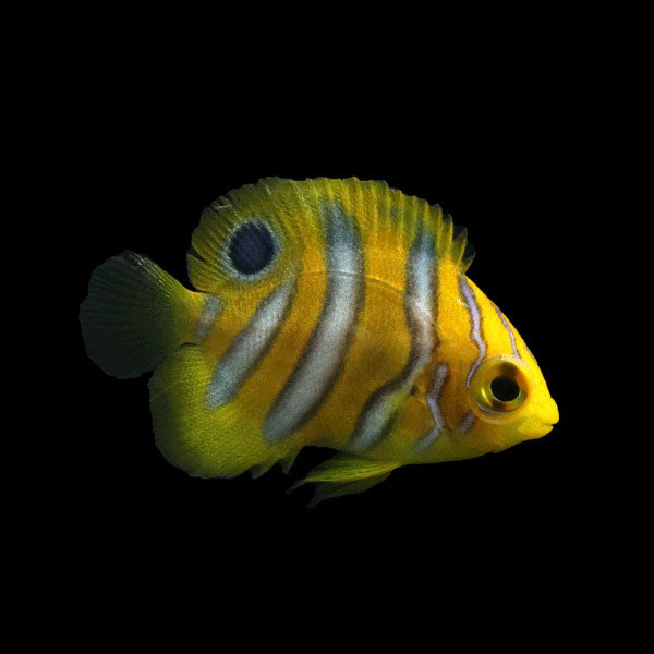WYSIWYG Bali captive bred Misbar Regal Angelfish B1