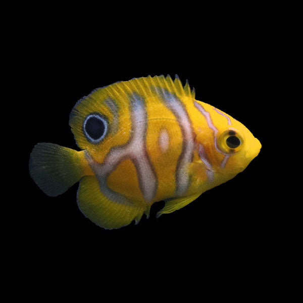 WYSIWYG Bali captive bred Misbar Regal Angelfish B2