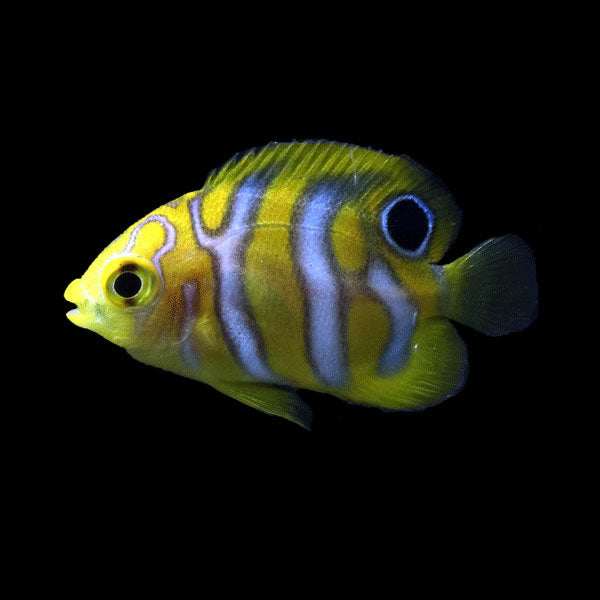 WYSIWYG Bali captive bred Misbar Regal Angelfish B4