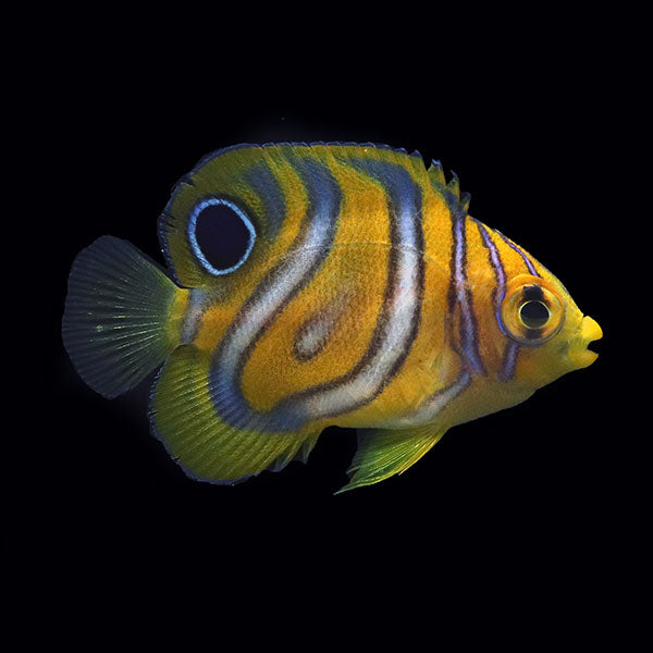 WYSIWYG Bali captive bred Misbar Regal Angelfish B1