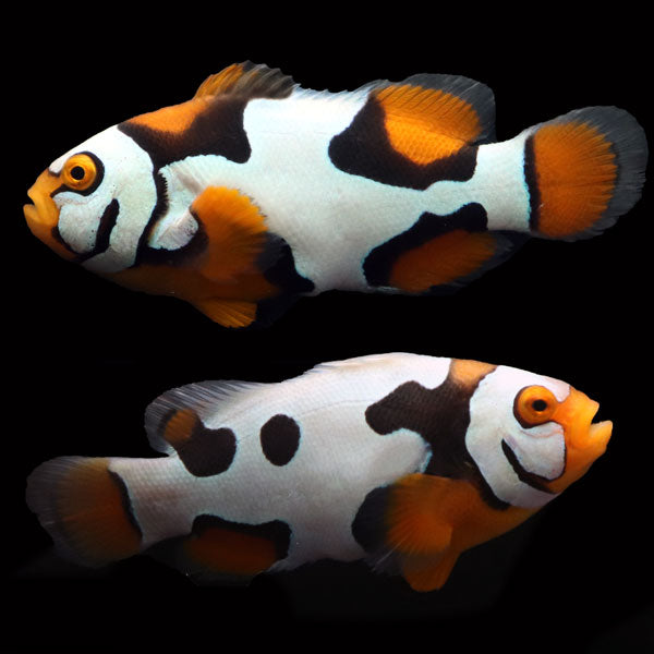 WYSIWYG Bali captive bred Black Helmet Picasso Clownfish Pair 1