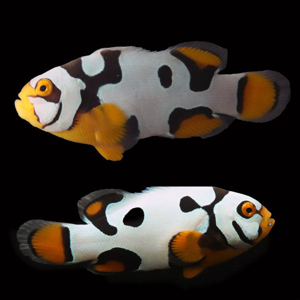 WYSIWYG Bali captive bred Black Helmet Picasso Clownfish Pair 2