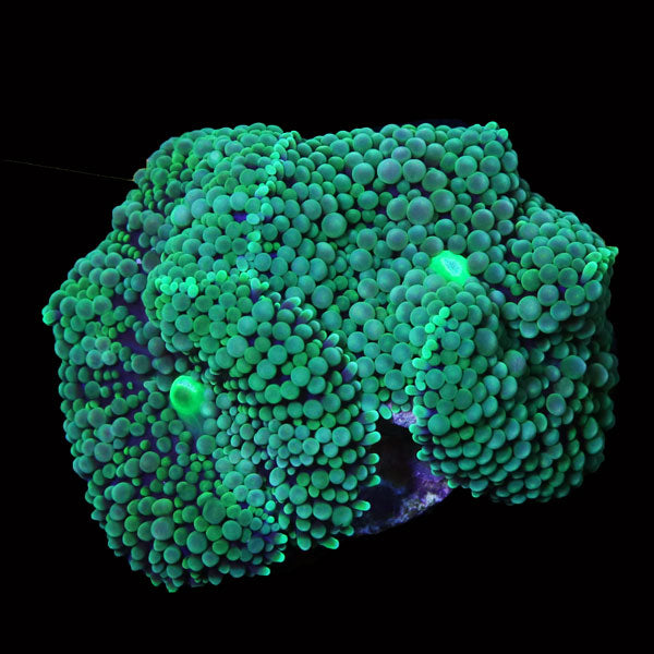 WYSIWYG cultured Panama Mushroom Ricordea Florida 2