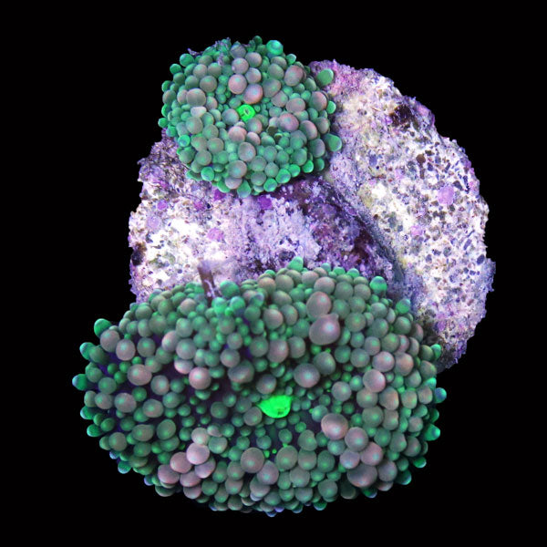 WYSIWYG cultured Panama Mushroom Ricordea Florida 3