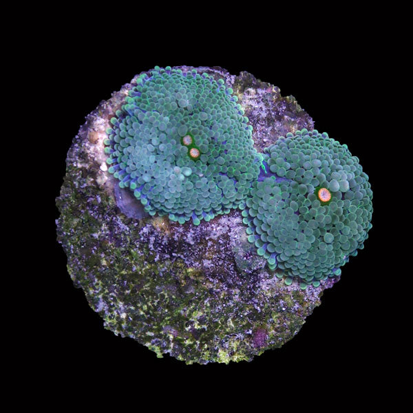 WYSIWYG cultured Panama Mushroom Ricordea Florida 4