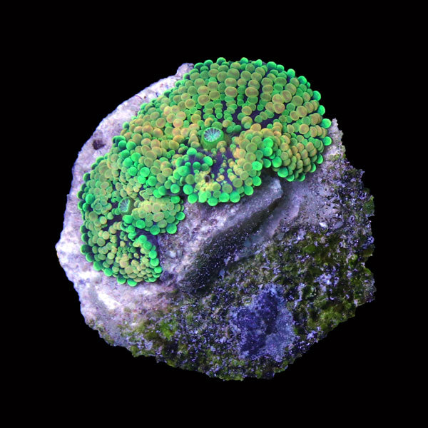 WYSIWYG cultured Panama Mushroom Ricordea Florida 5