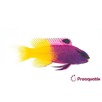 Royal Gramma Basslet Proaquatix (Friday delivery)