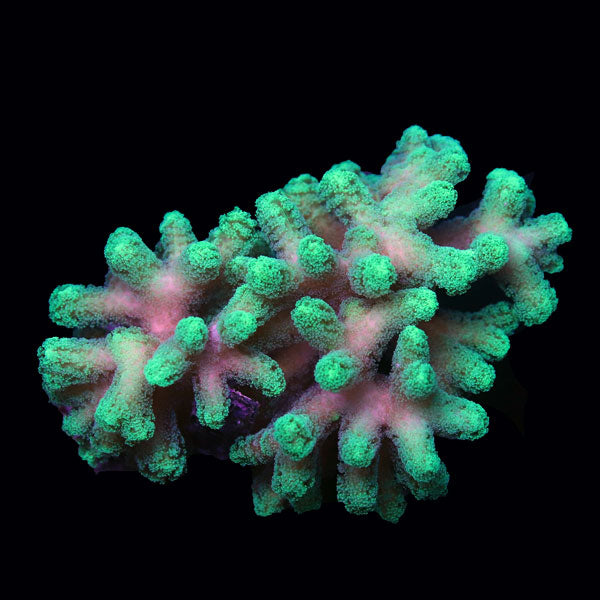 WYSIWYG cultured Birdsnest Coral D2