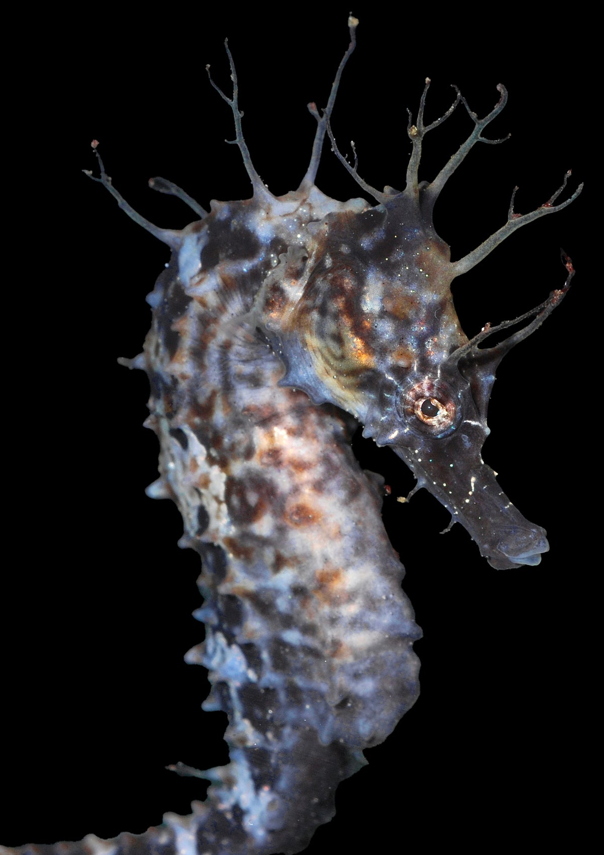 Saddled Erectus Seahorse