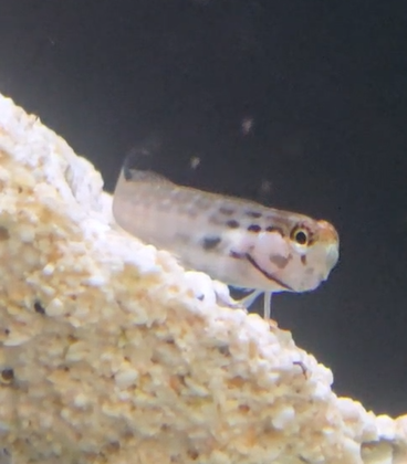 Lineatus Blenny