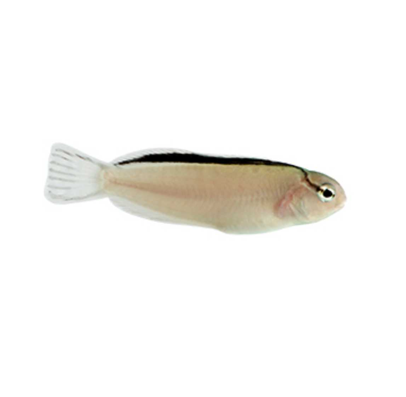 Disco (Smithi) Blenny Proaquatix (Friday Delivery)
