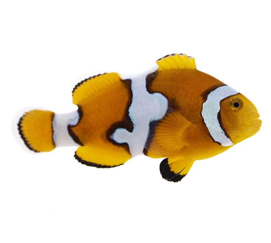 Picasso Clownfish Proaquatix (Friday Delivery)
