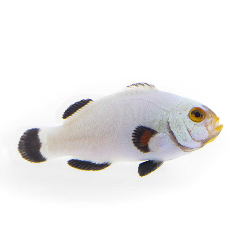 Platinum Clownfish Proaquatix (Friday Delivery)
