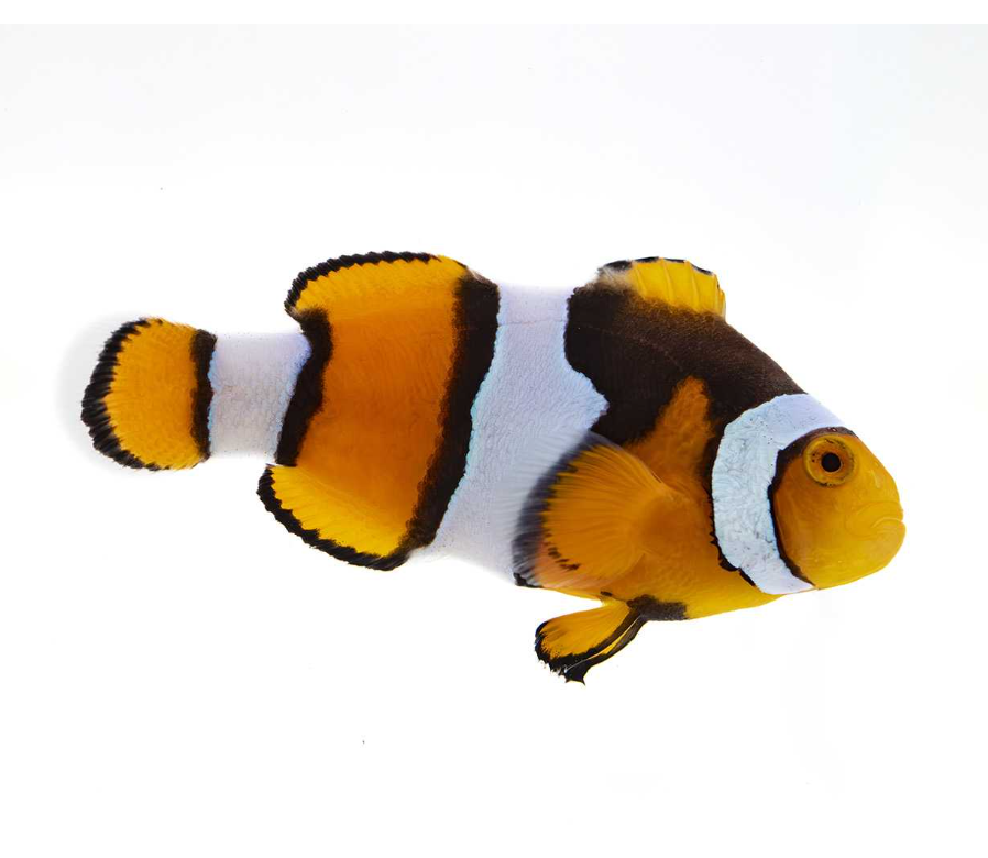 Onyx Clownfish Proaquatix (Friday Delivery)