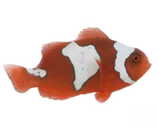 Maroon Snowflake Clownfish Proaquatix (Friday Delivery)
