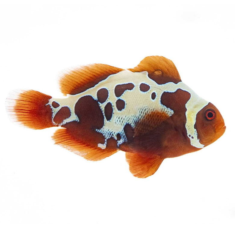 Gold x Lightning Maroon Clownfish Proaquatix (Friday Delivery)